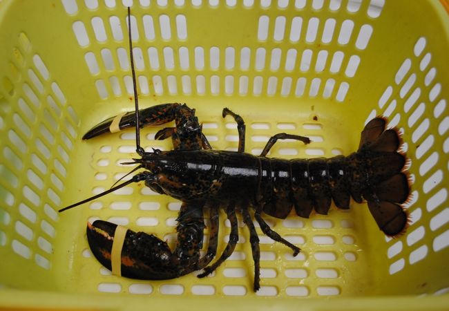 水槽からすくった ロブスター！