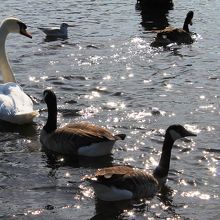 餌をやってる人もいました