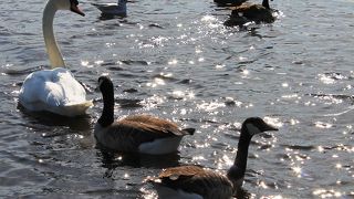 白鳥の池があります