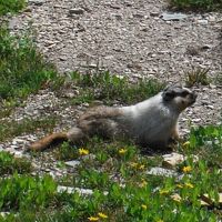 マーモットと遭遇、Logan pあｓｓ