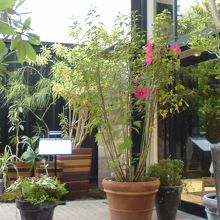 植物園みたいです