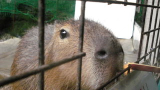 中は意外と広い！【草津熱帯圏】