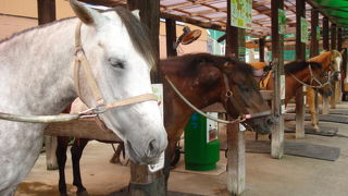 狭いながらも盛りだくさん！