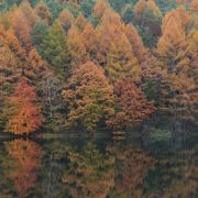 紅葉を　水面に映す　御謝鹿池　menchi