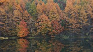 紅葉を　水面に映す　御謝鹿池　menchi