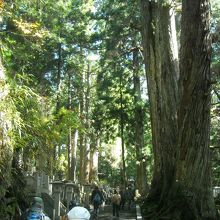 参道です。歴史を感じる大きな木もあります。