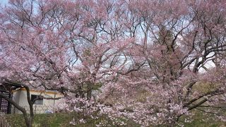長野を代表する桜の見どころ