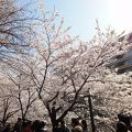 毎年恒例の桜