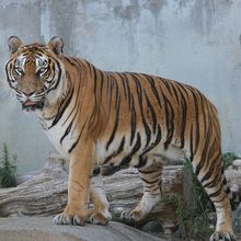 トラの施設も新しかったです