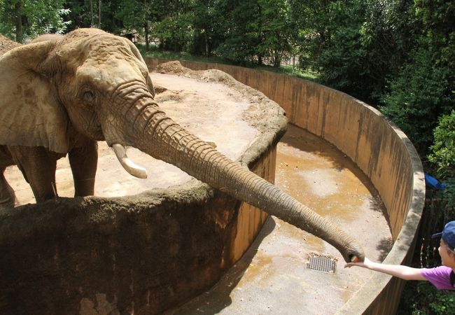 アフリカゾウに給餌体験