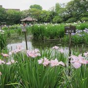 花菖蒲の開花時期がおすすめ