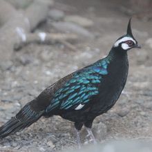 パラワン島の鳥