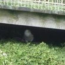 ウッドデッキの下からペンギンのヒナが覗いてる