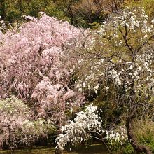 桜のシーズンはピクニック