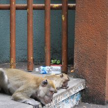 このサルたちが狙っているんです･･･。