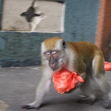 信者の供物を奪うサル