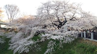 桜の季節