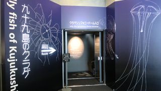 クラゲ、美しい・・・