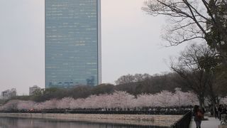 梅も桜も名所です