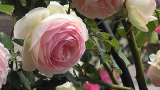 カラフルなバラに癒される～　＠よしうみバラ公園