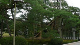 雪吊り作業が見られてラッキーだった!!