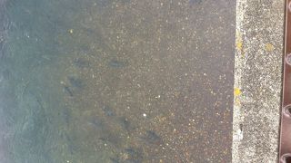 サケがみれます