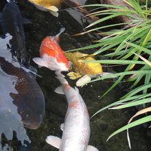 この鯉がみたかったらしい！