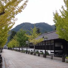 いちょうの黄葉が奇麗！