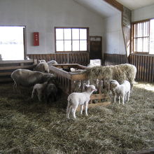羊が飼われている建物