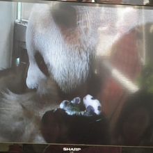 生後２ヵ月ぐらい