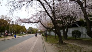 長居公園の桜 
