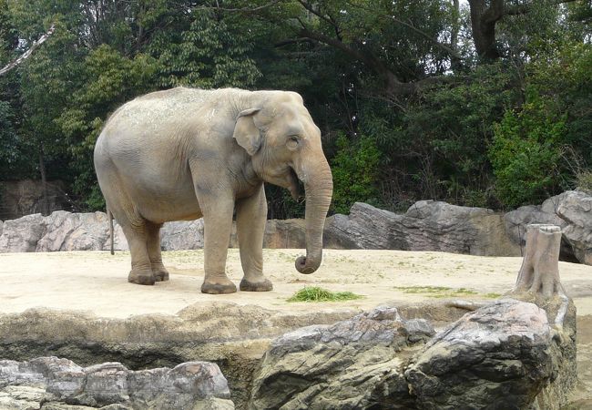 天王寺動物園 クチコミ アクセス 営業時間 ミナミ 難波 天王寺 フォートラベル
