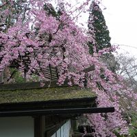 門の横の桜