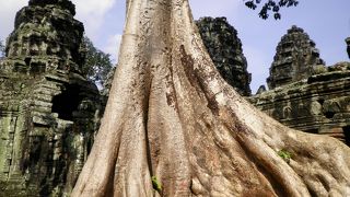 ガジュマルの巨木に覆われたジャングルの中の寺院