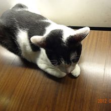 ミルクちゃん。おとなしいけど人懐こい。