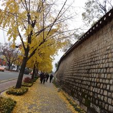 イチョウの黄色が絵になります