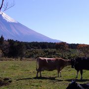 富士山と牧草地が特徴の朝霧高原