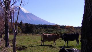 富士山と牧草地が特徴の朝霧高原