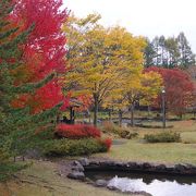 紅葉がきれいな公園です