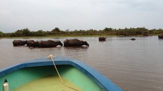 運よく野生のテングザルなどを見ることができました
