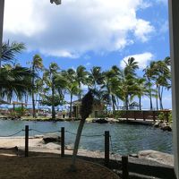 イルカのいるラグーンと大人用・子供用のプールがあります。