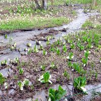 今池湿原の水芭蕉