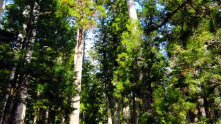 高野山奥之院に参拝するときに渡る浄域・霊界に通じる橋です。