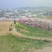桜満開の時期に行きたい見ごたえ十分の桜の山
