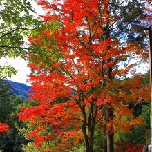 モミジ山の紅葉です