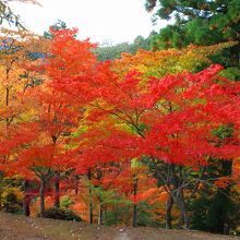 モミジ山の紅葉です