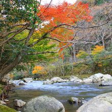 何とか河原に下りて撮影した紅葉です