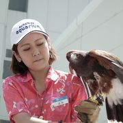 「ハリー」、戻って来てー！