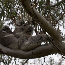 野生のコアラが多くいます