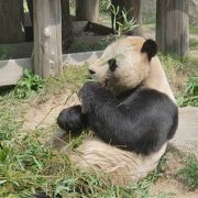 パンダもいる王子動物園、幼児から大人まで楽しめます